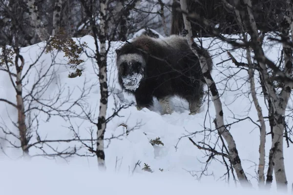 挪威Dovrefjell Sunndalsfjella国家公园冬季麝牛 — 图库照片