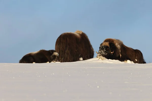 Musk Winter Dovrefjell Sunndalsfjella National Park Norway — 图库照片