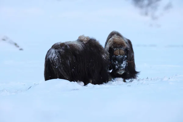 挪威Dovrefjell Sunndalsfjella国家公园的麝牛公牛在冬季测量自己的力量 — 图库照片