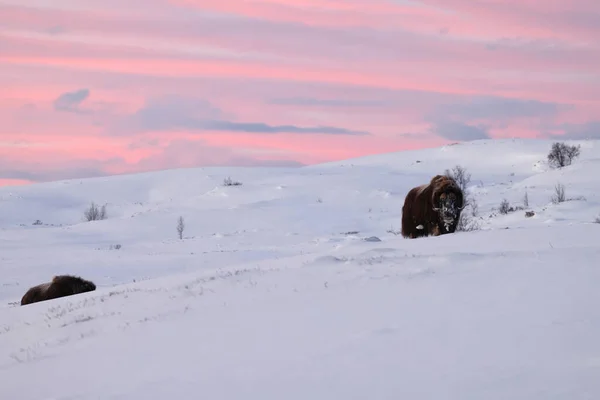 挪威Dovrefjell Sunndalsfjella国家公园冬季第一道晨光中的麝牛 — 图库照片