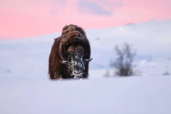 挪威Dovrefjell Sunndalsfjella国家公园冬季第一道晨光中的麝牛 — 图库照片