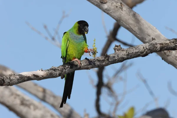 Black Hooded Parakeet Fort Soto Park Florida Usa — Stock Photo, Image