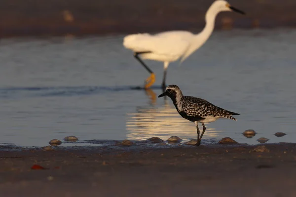 stock image  black-bellied plover (Pluvialis squatarola) Fort De Soto Park Florida USA