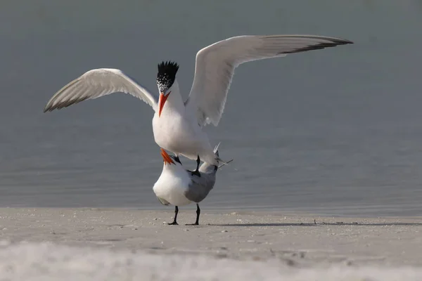 Royal Tern Thalasseus Maximus Fort Soto Park Florida Estados Unidos — Fotografia de Stock