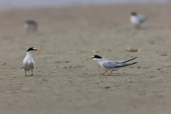 stock image   least tern (Sternula antillarum) Fort De Soto Park Florida USA