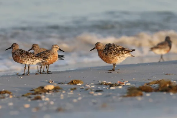 Red Knot Fort Soto Park Florida Usa — Stock Photo, Image