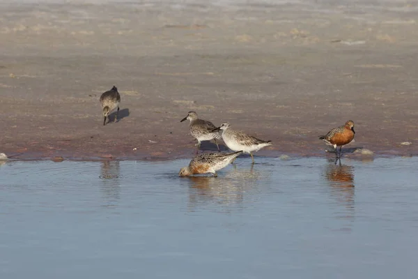 Red Knot Fort Soto Park Florida Usa — Stock fotografie
