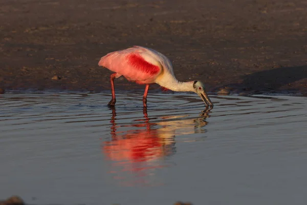 Roseate Spoonbill Fort Soto Park Florida Usa — Stock Photo, Image