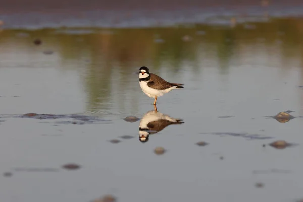 Common Ringed Plover Fort Soto Park Florida Usa — Stock Photo, Image