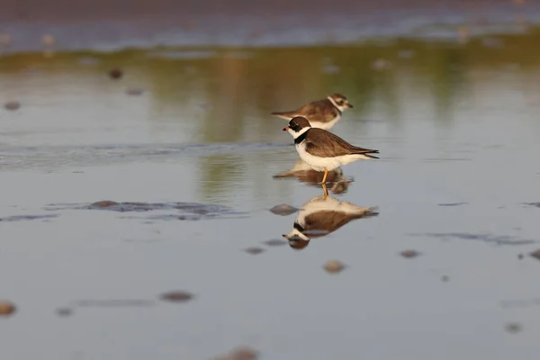 Common Ringed Plover Fort Soto Park Florida Usa — Stock Photo, Image