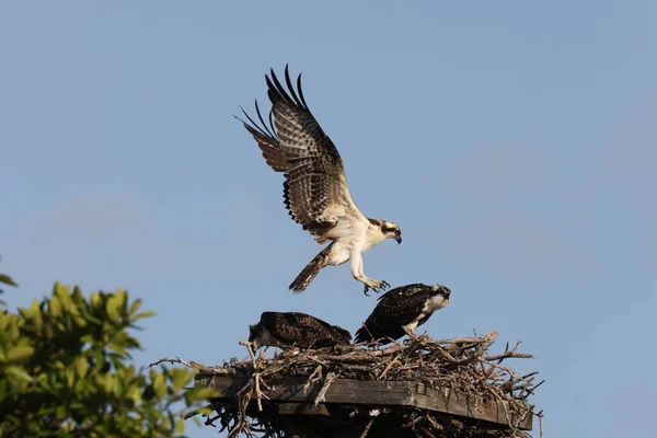 Gniazdo Osprey Ding Darling National Wildlife Refuge Usa — Zdjęcie stockowe