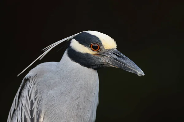 イエロークラウンナイト Heron ダーリング国立野生生物保護区Usa — ストック写真
