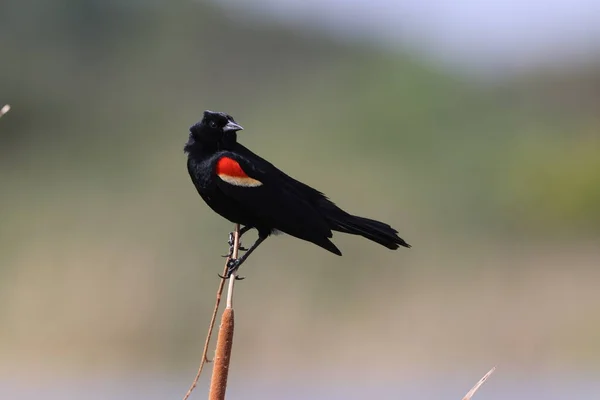 Czerwony Blackbird Orlando Wetlands Park Floryda Usa — Zdjęcie stockowe