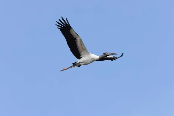 Wood Stork Mycteria Americana Orlando Wetlands Park Florida Usa — Stock Photo, Image