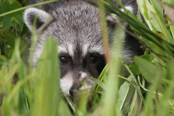 Raccoon Orlando Wetlands Park Florida Usa — Stock fotografie