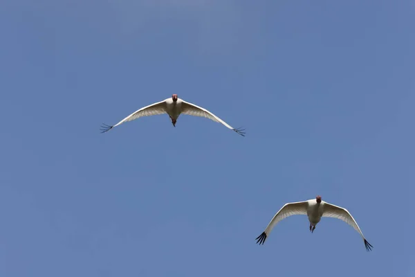 White Ibis Orlando Wetlands Park Florida Usa — Stockfoto