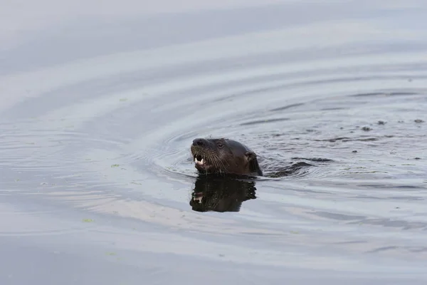 North American River Otter Florida Eua — Fotografia de Stock