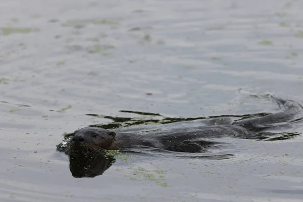 North American River Otter Florida Eua — Fotografia de Stock