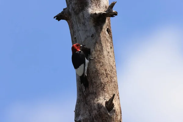 Red Headed Woodpecker Melanerpes Erythrocephalus Six Mile Cypress Slough Preserve — Stock Photo, Image