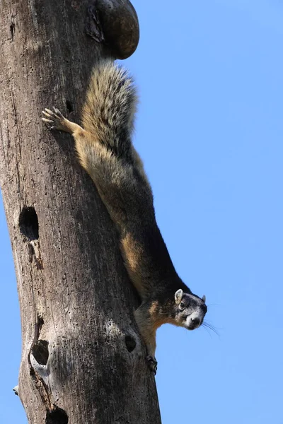 Sherman Fox Squirrel Six Mile Cypress Slough Preserve Florida — Stock Photo, Image
