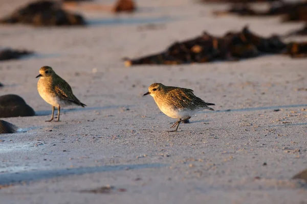 stock image  European golden plover (Pluvialis apricaria) Iceland