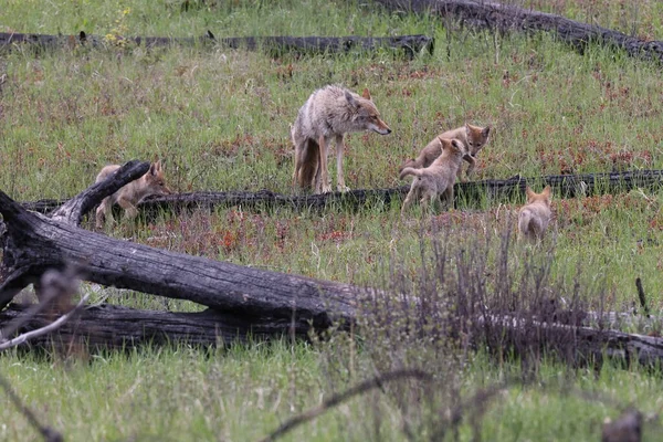 Samica Kojota Młodą Albertą Kanadą — Zdjęcie stockowe