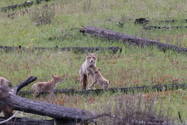 Coyote Hembra Con Alberta Canada Joven —  Fotos de Stock