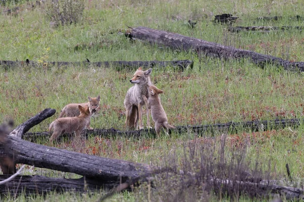 Vrouwelijke Coyote Met Jonge Alberta Canada — Stockfoto