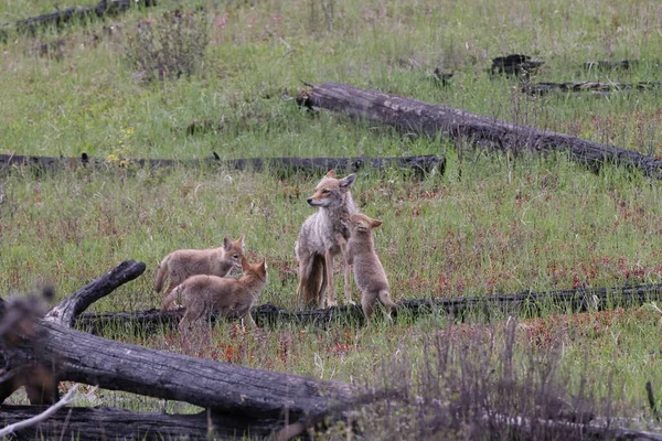 Vrouwelijke Coyote Met Jonge Alberta Canada — Stockfoto