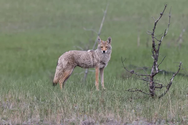 Coyote Canis Latrans Alberta Canada — Stockfoto