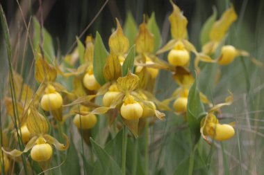 Cypripedium parviflorum in the Canadian Rockies clipart