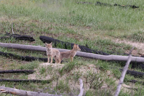 Coyotes Jóvenes Canis Latrans Alberta Canada —  Fotos de Stock