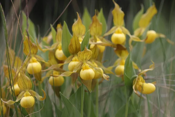 stock image Cypripedium parviflorum in the Canadian Rockies