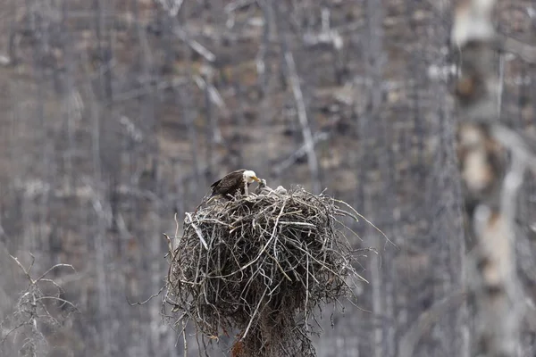 bald eagle nest with young alberta canada