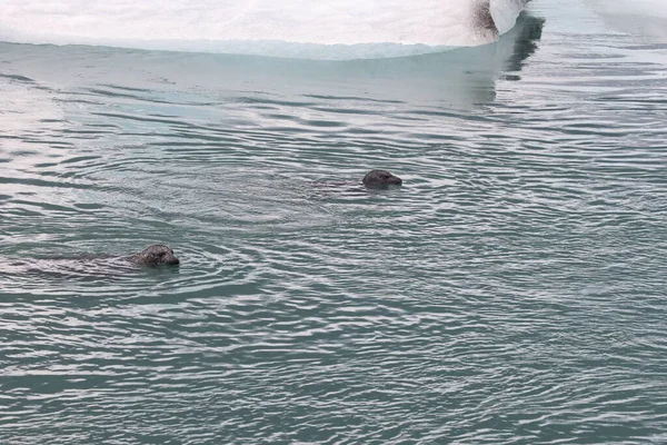 海豹冰川泻湖Joekulsarlon冰岛 — 图库照片