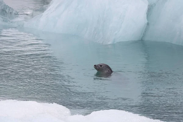 Seal Glacier Lagoon Joekulsarlon Islande — Photo