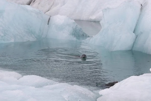 Seal Glacier Lagoon Joekulsarlon Izland — Stock Fotó