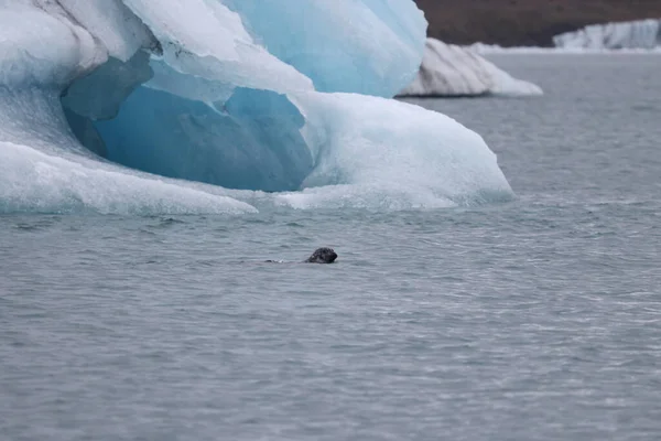 Тюлень Лагун Йоэкулсарлон Исландия — стоковое фото