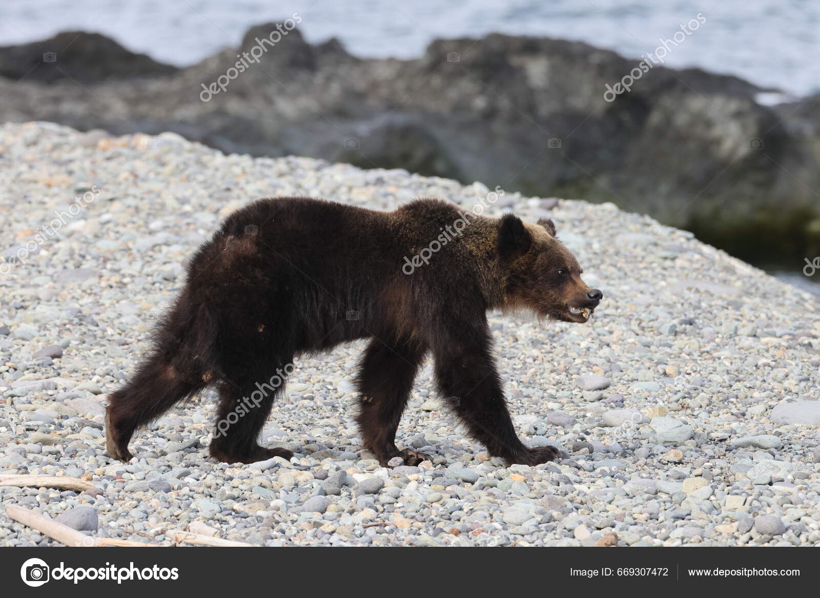 Ussuri Brun Bjørn Ursus Arctos Lasiot Brun Bjørn Stranden Morgenen –  stockfoto © FrankFichtmüller #669307472, image size:1600x1167
