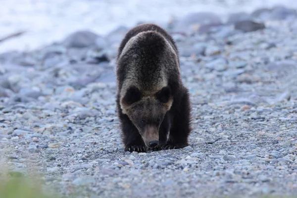 Brązowy Niedźwiedź Ussuri Ursus Arctos Lasiotus Park Narodowy Shiretoko Półwysep — Zdjęcie stockowe