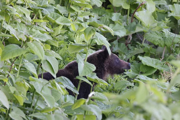 Ussuri Medvěd Hnědý Ursus Arctos Lasiotus Národní Park Shiretoko Poloostrov — Stock fotografie