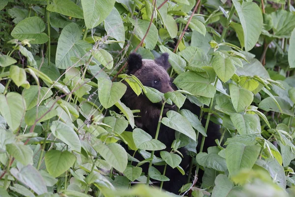 Ussuri Medvěd Hnědý Ursus Arctos Lasiotus Národní Park Shiretoko Poloostrov — Stock fotografie