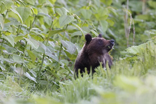 Ussuri Barna Medve Ursus Arctos Lasiotus Shiretoko Nemzeti Park Shiretoko — Stock Fotó