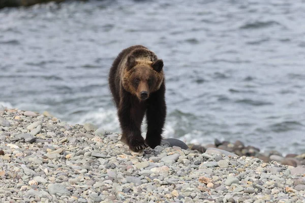 Ussuri Brown Bear Ursus Arctos Lasiotus Brown Bear Beach Morning — Stock Photo, Image