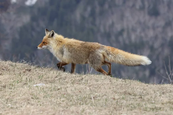 Ezo Red Fox Vulpes Vulpes Hokkaido Япония — стоковое фото