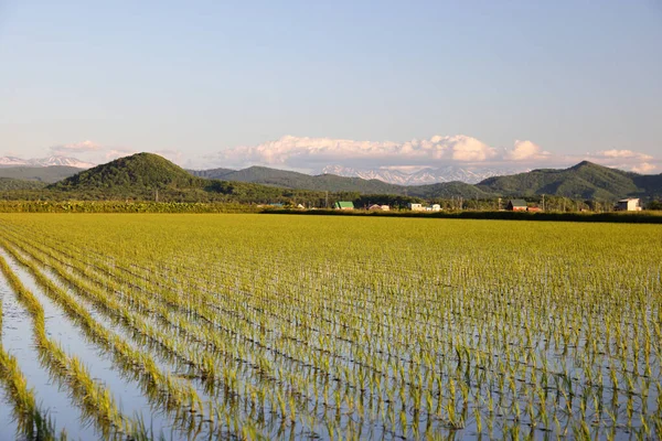 Rice fields at Asahikawa overlooking the mountains of Daisetsuzan National Park