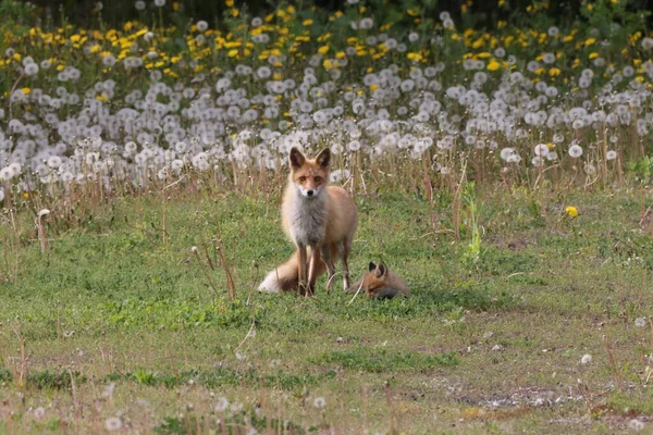 Ezo Red Fox Mláďaty Hokkaido Japonsko — Stock fotografie