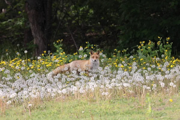 Ezo Red Fox Vulpes Vulpes Hokkaido Japan — Stockfoto