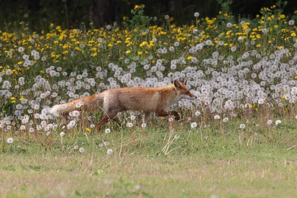 Ezo Red Fox Vulpes Vulpes Hokkaido Japan — Stock Photo, Image