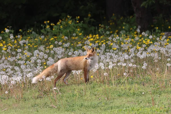 Ezo Red Fox Vulpes Vulpes Hokkaido Япония — стоковое фото